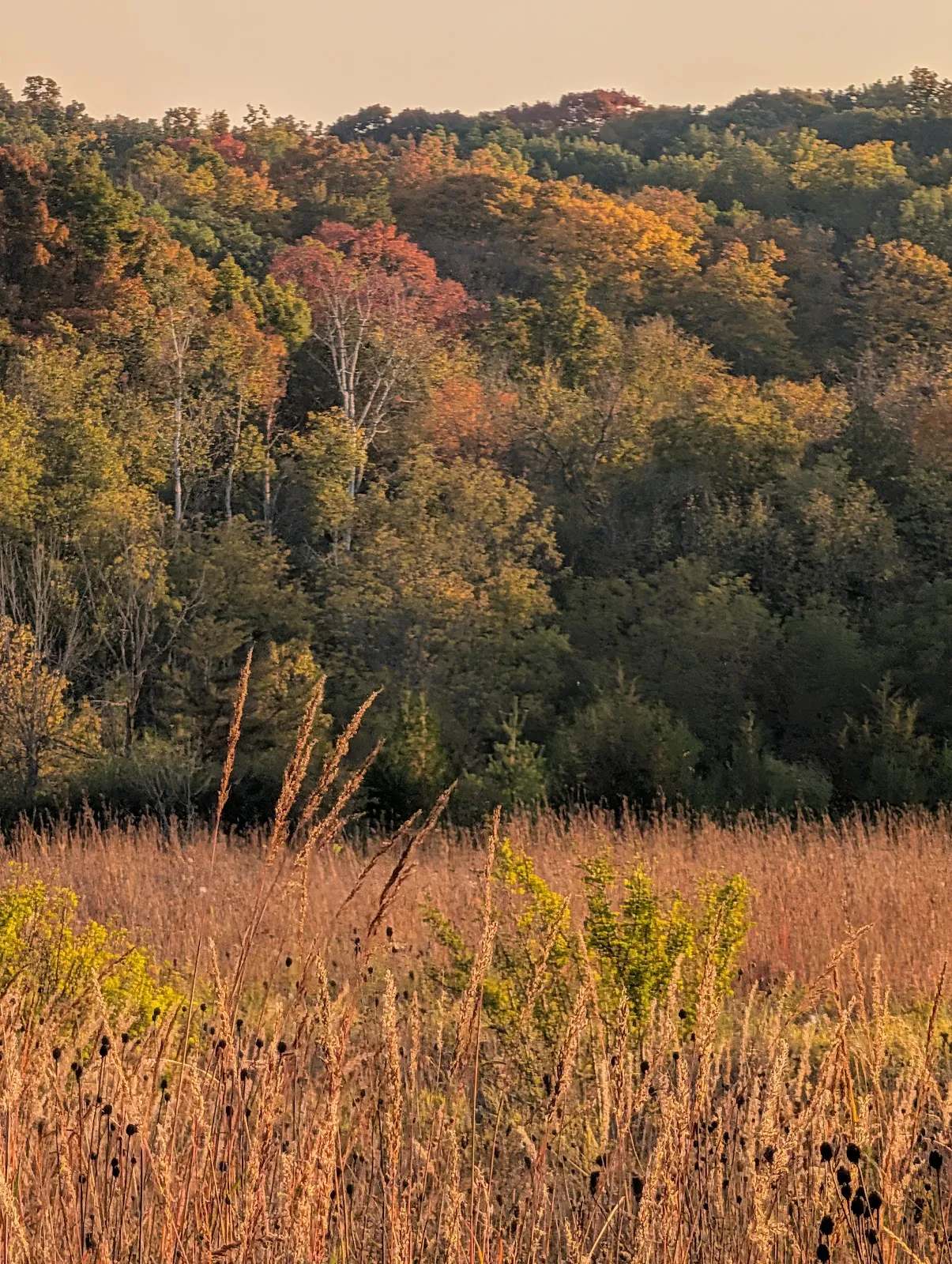 Nichols Creek State Wildlife Area — photo 3