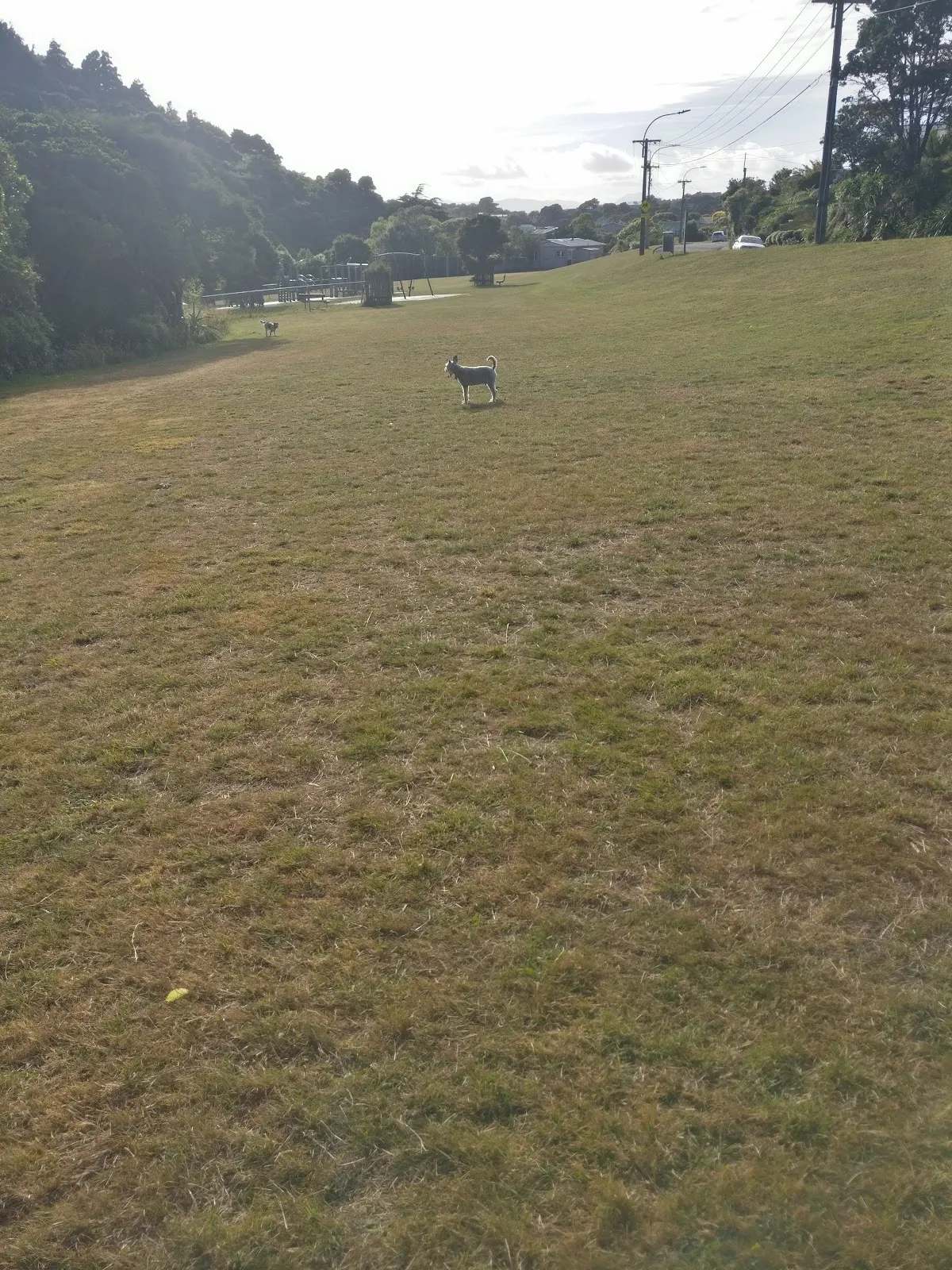 Silverstream Road Reserve Dog Area — photo 3