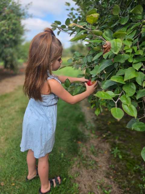 Sprangers Orchard — photo 2