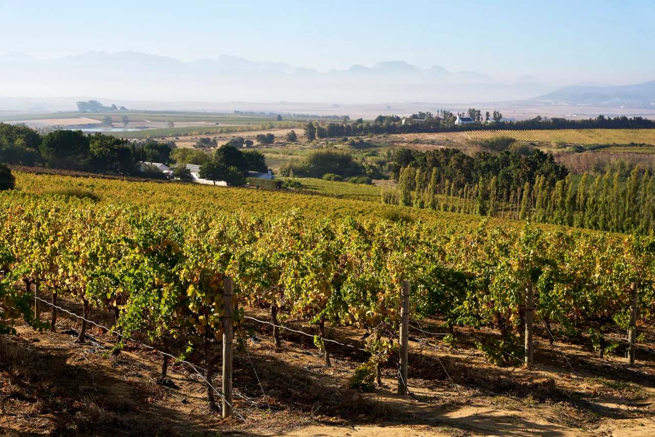 Vondeling Wines — photo 1