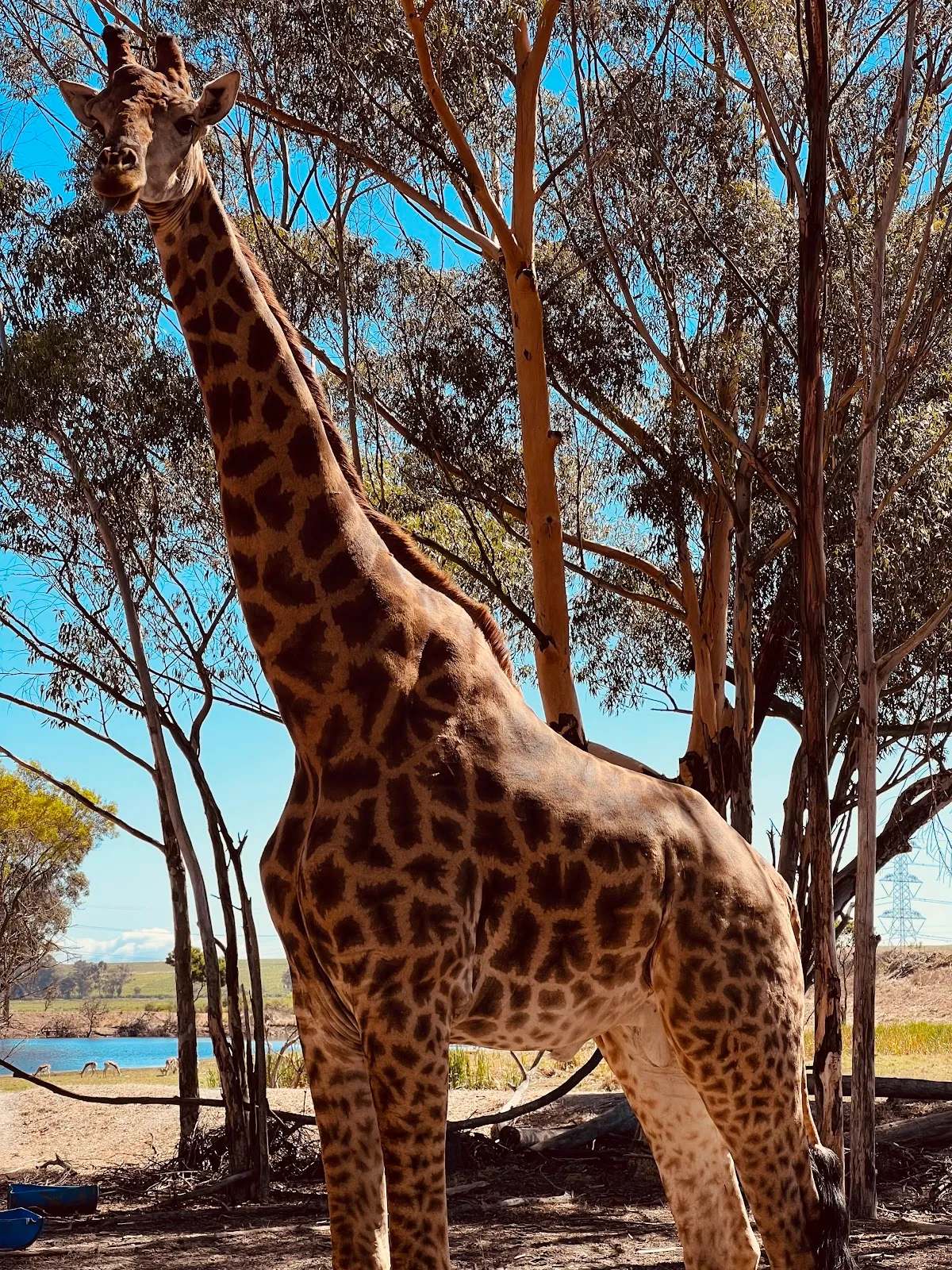 Villiera Wines — photo 3