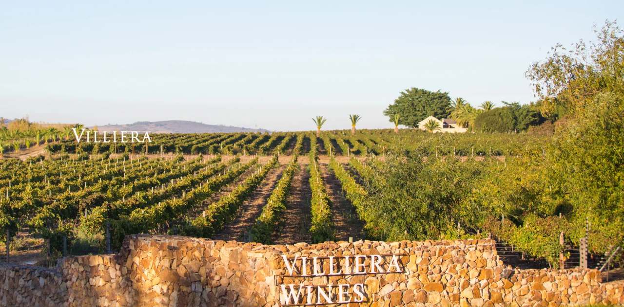 Villiera Wines — photo 1