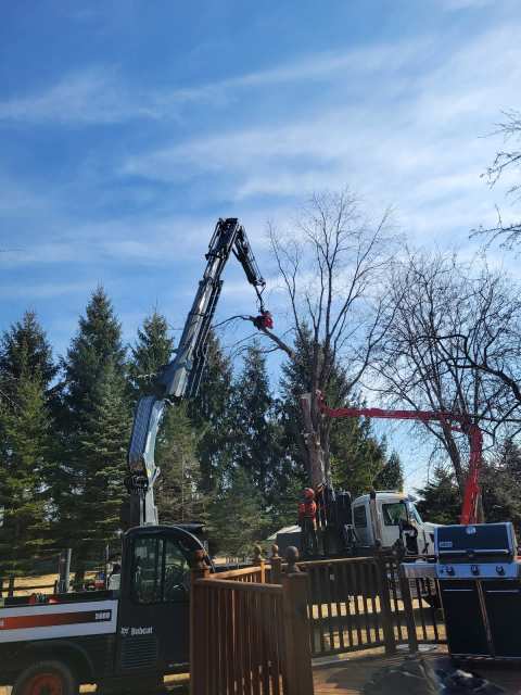 Jr's Tree Service — photo 2