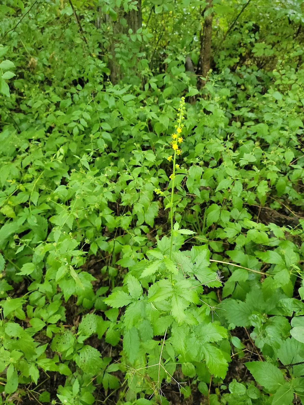 Kettle Moraine State Forest — photo 8