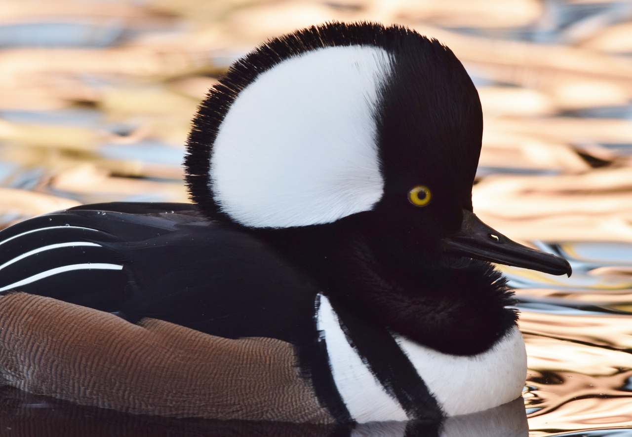 Ripley Waterfowl Conservancy — photo 1