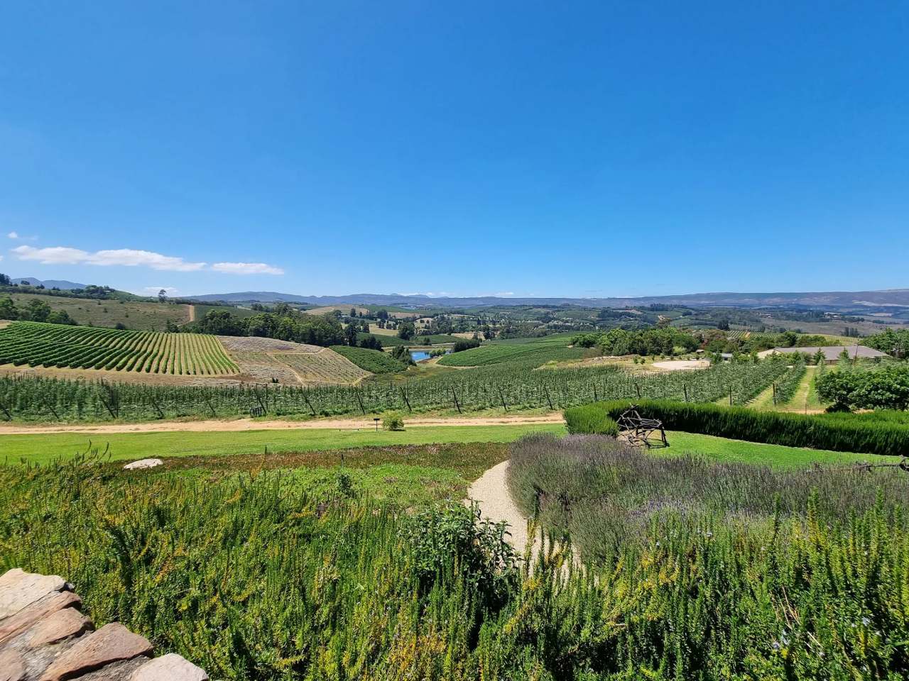 Almenkerk Wine Estate — photo 3