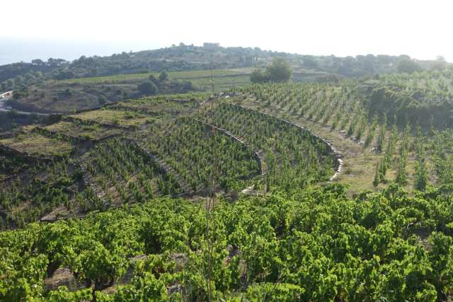 Domaine Manya Puig Valentin