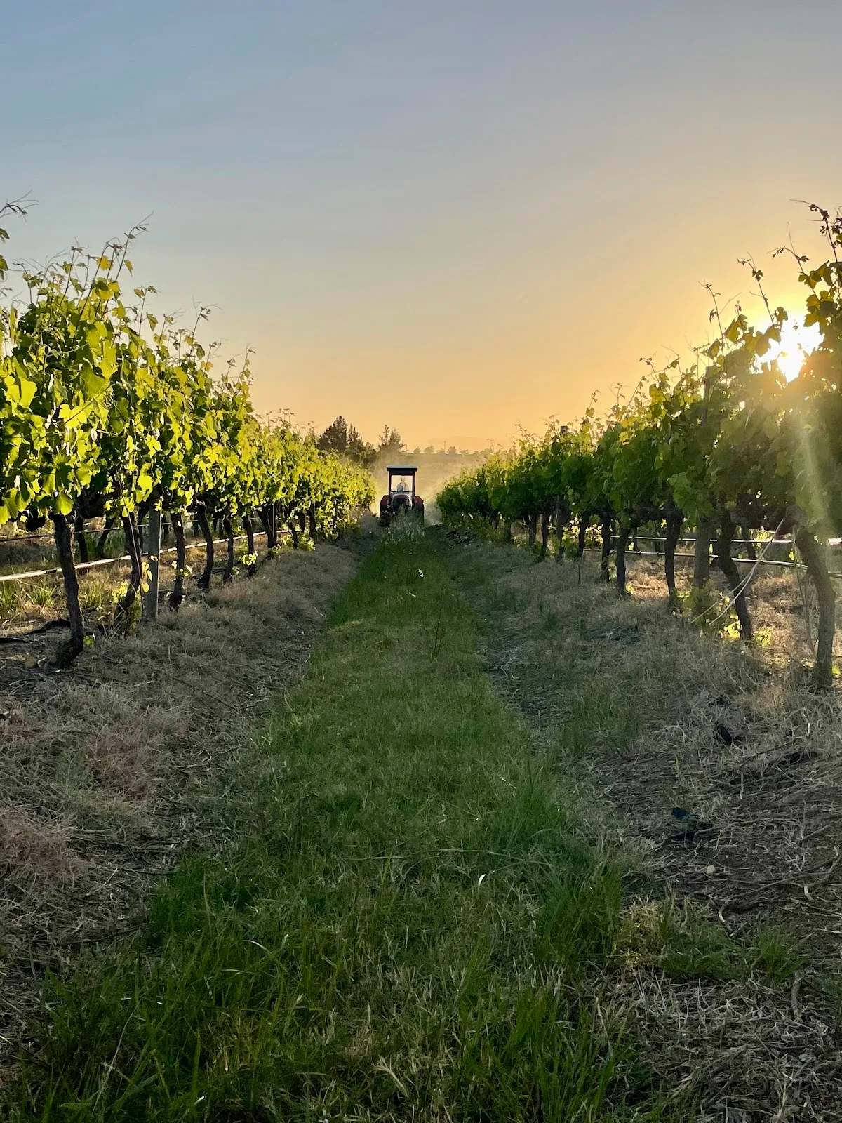 Vine Root Tours — photo 1