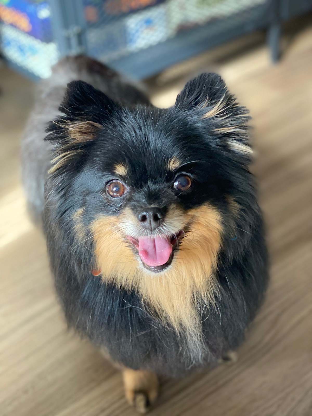 Jenna'Furs Dog Grooming — photo 5
