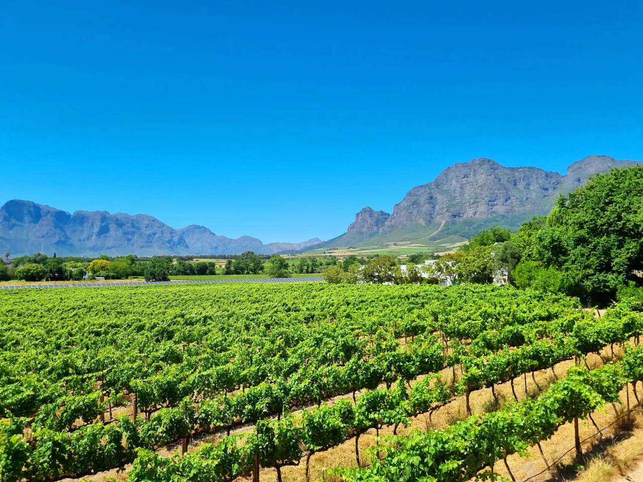 Vrede en Lust Wine Estate — photo 2