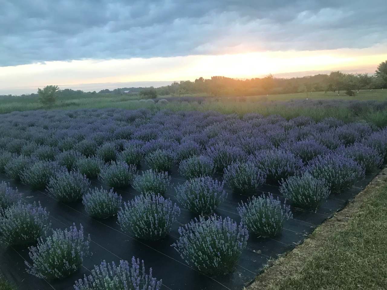 Country Lavender & Orchard, LLC — photo 1