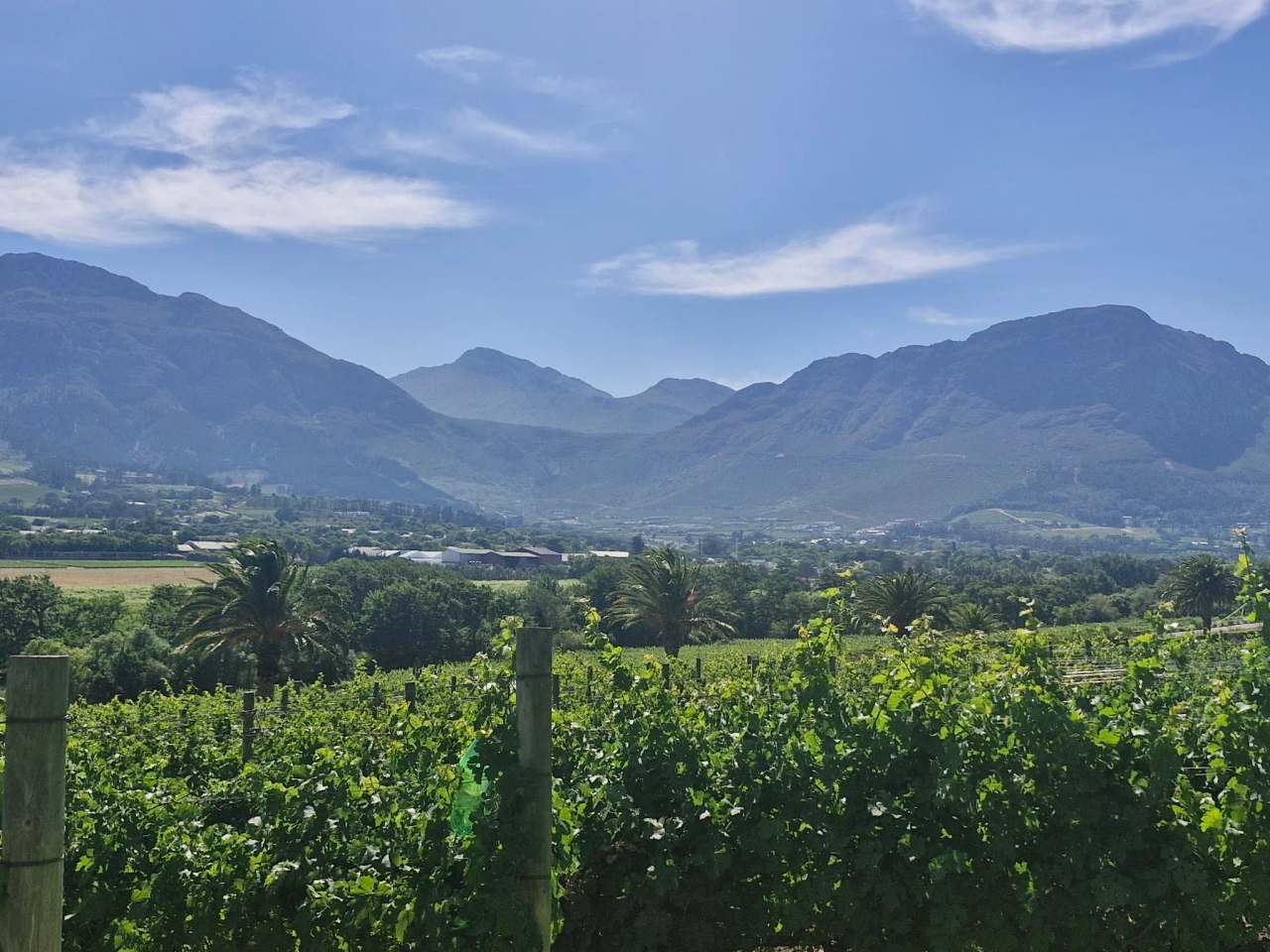 Wine in the Cape Tours — photo 1