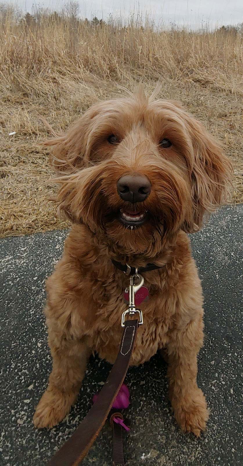 Tara's Pawsitive Dog Training, LLC — photo 2