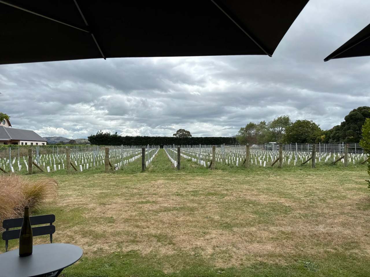 Grava Wines — photo 3