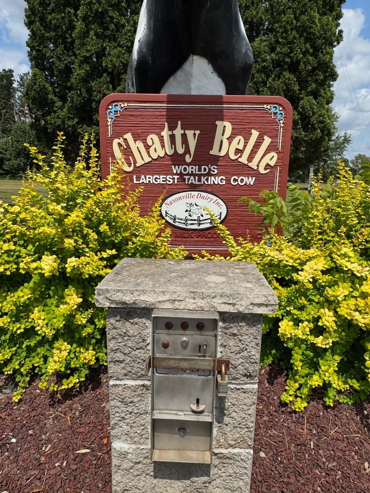 Chatty Belle — photo 3