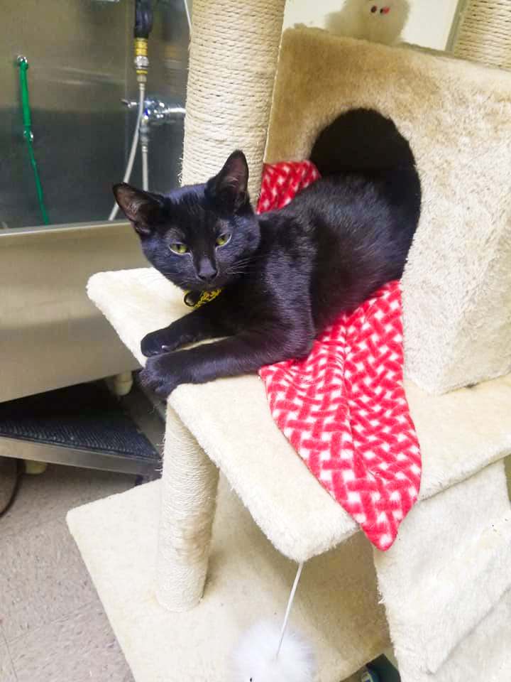 Autumglo Pet Lodge — photo 2