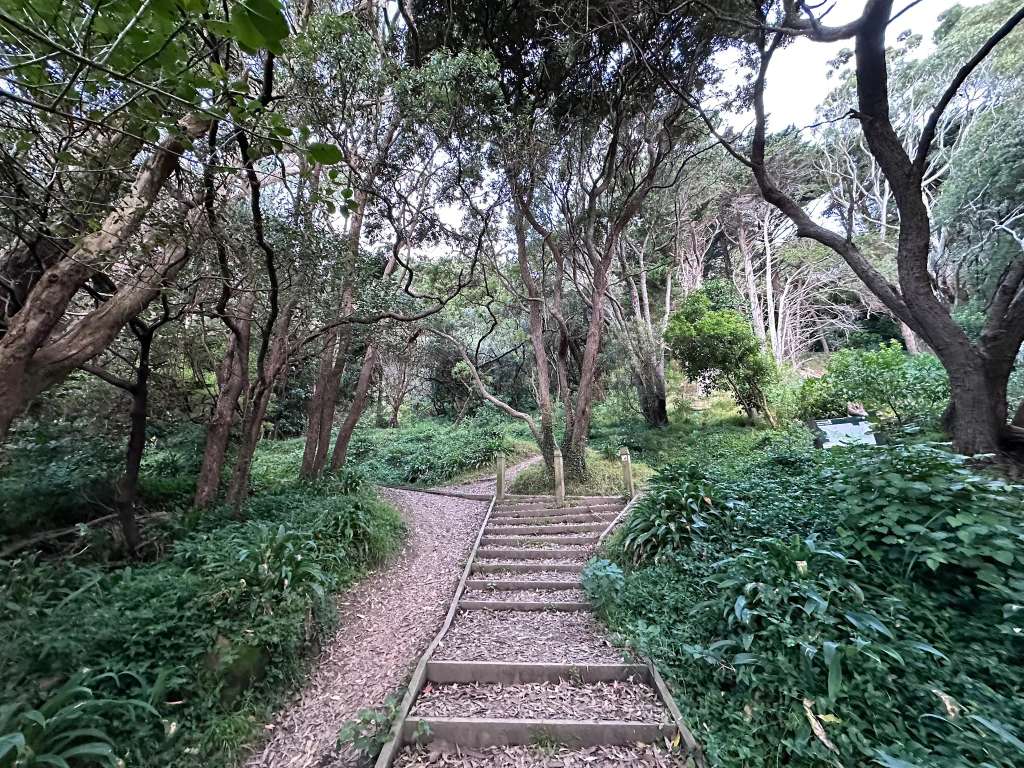 Matairangi Nature Trail - Logs & Slide