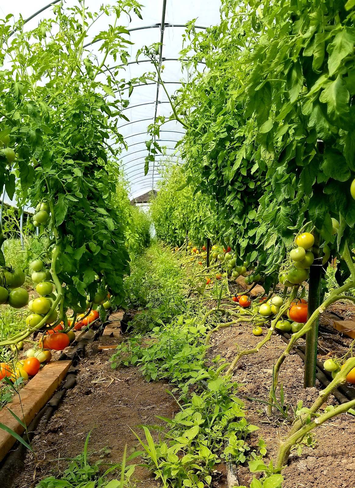 Wellspring Education Center & Organic Farm — photo 1
