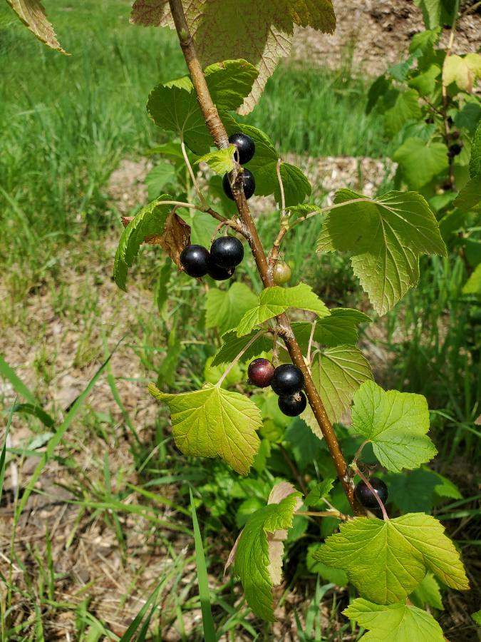 Wellspring Education Center & Organic Farm — photo 3