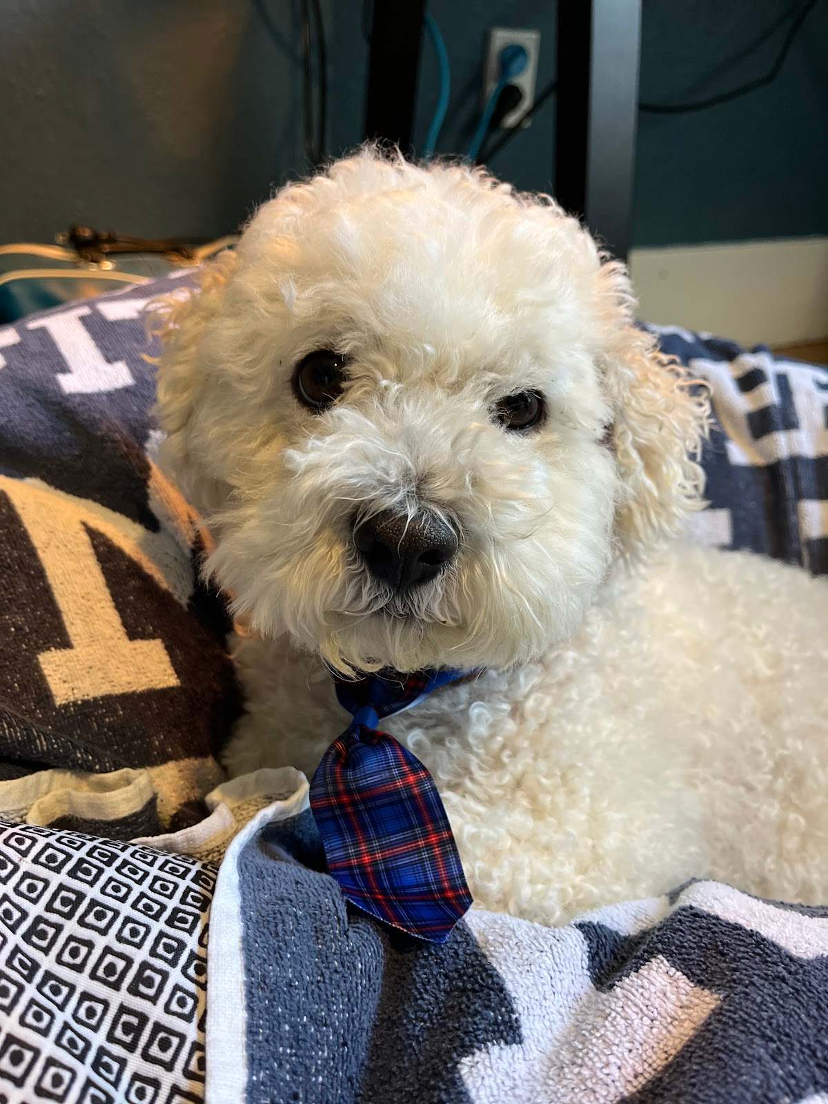 VetCare Veterinary Hospital — photo 1