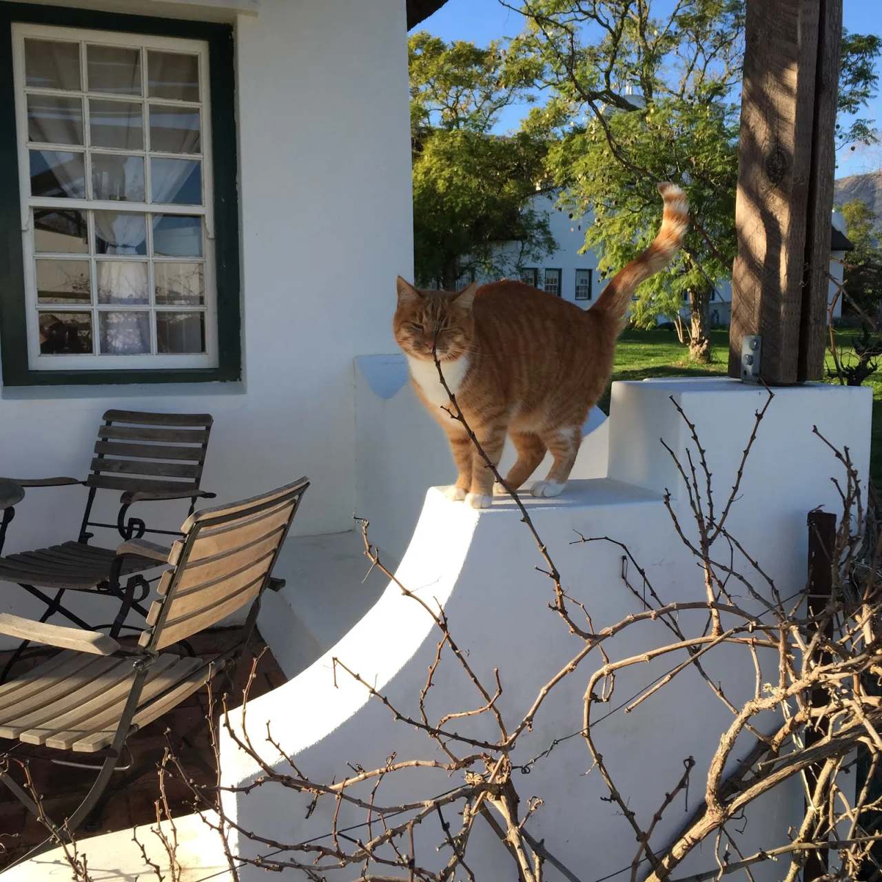 Jacaranda Wine & Guest Farm — photo 1