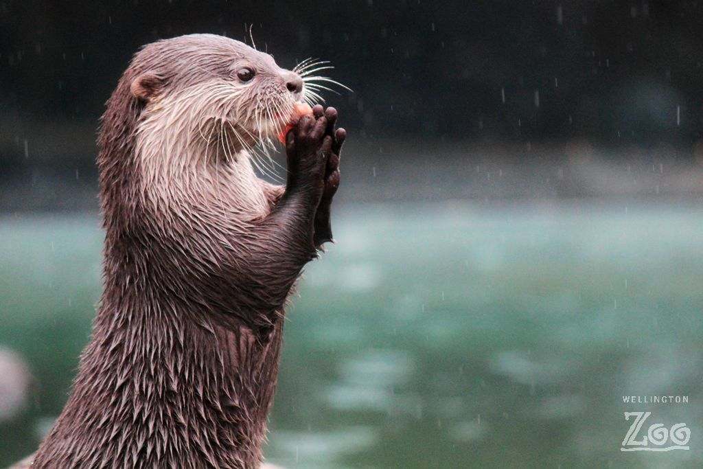 Wellington Zoo — photo 1