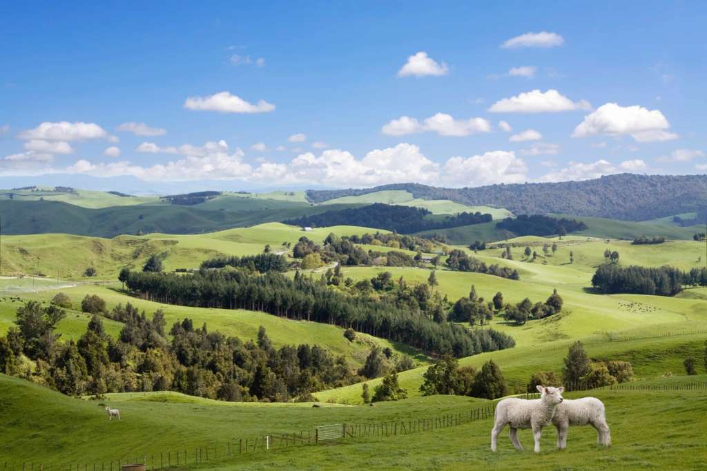 Taylor Preston Limited